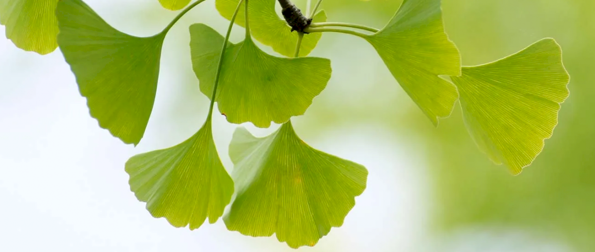 Ginkgo biloba