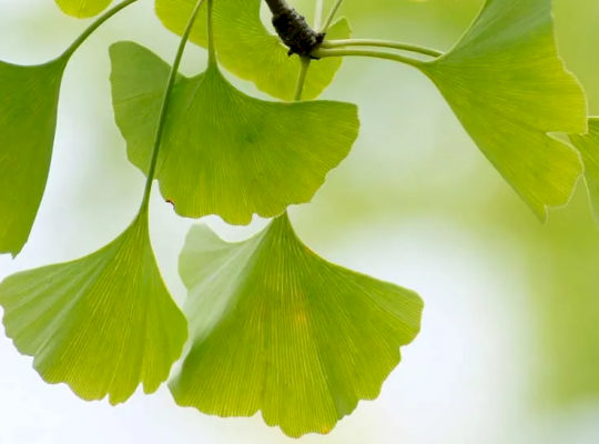 Ginkgo biloba